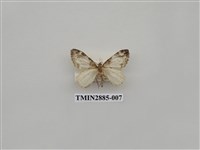 藏品(尺蛾614)的圖片